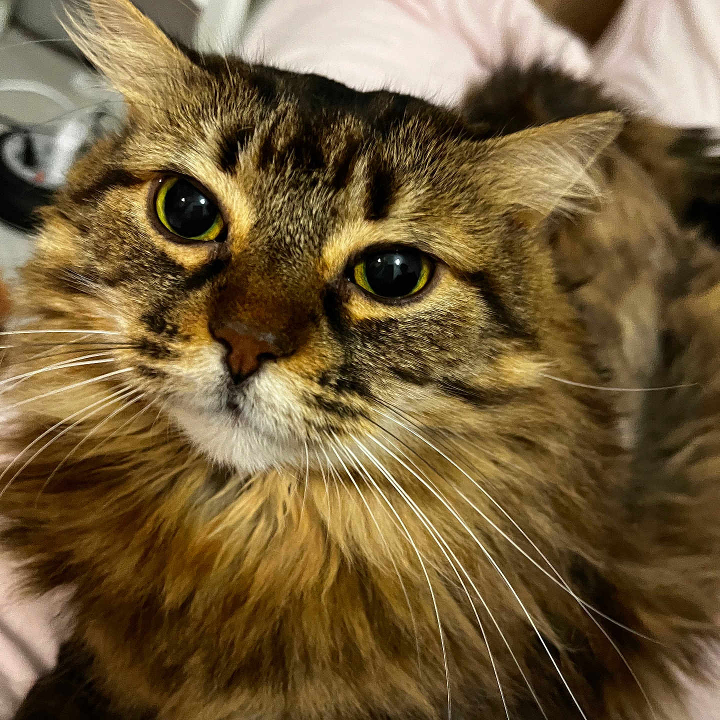 Praline a rejoint le concours — aidez-le/la à gagner de superbes lots ! abyssinian, angora, animal, brasssection, cat, couch, furniture, horn, kitten, manx, musicalinstrument, pet