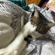 Daisy is registered to the contest to win money with this photo: abyssinian, animal, bed, bedroom, blanket, cat, couch, cushion, furniture, hardwood, homedecor, indoors, kitten, linen, manx, person, pet, quilt, room, wood