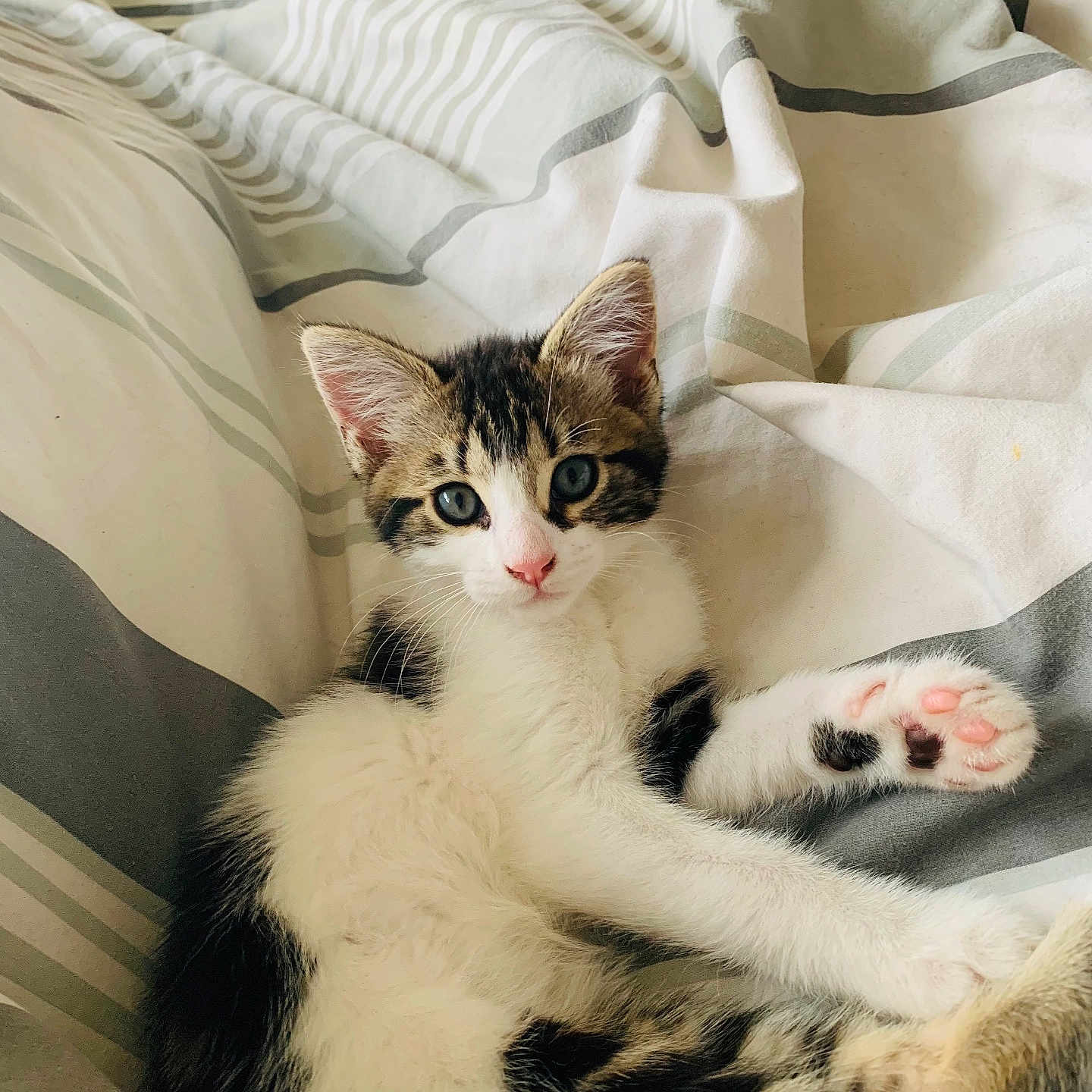 Daisy is registered to the contest to win money with this photo: abyssinian, animal, bed, bedroom, blanket, cat, cushion, furniture, homedecor, indoors, kitten, manx, person, pet, quilt, room, sleeping