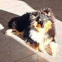Aïka a rejoint le concours — aidez-le/la à gagner de superbes lots ! dog, shetland_sheepdog, pet, animal, fur, sunlight, shadow, floor, tile, indoor, laying_down, fluffy, cute, long_fur, black, white, brown, portrait, companion, relaxed