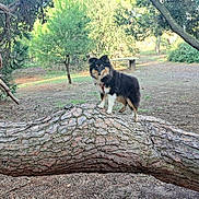 Aïka participe au concours pour gagner de l'argent avec cette photo : dog, tree, outdoor, nature, park, animal, fur, branch, canine, forest, sunlight, ground, leaves, pet, mammal, walking, scenery, daylight, tree_bark, path