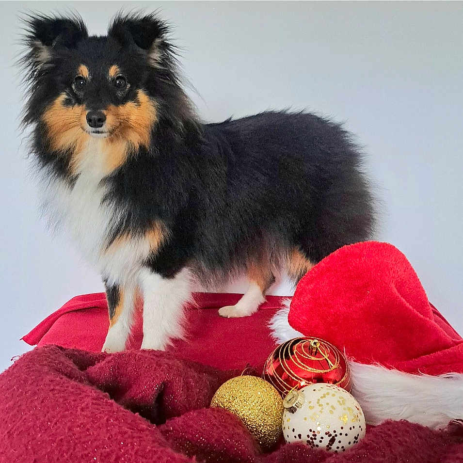 Aïka a rejoint le concours — aidez-le/la à gagner de superbes lots ! alert, animal, black, christmas, cute, decorations, dog, festive, fluffy, fur, holiday, indoor, ornaments, pet, red_blanket, santa_hat, small_dog, standing, tan, white_background