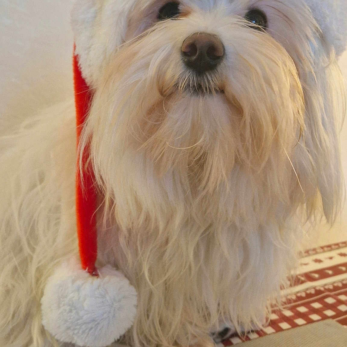 Ukyo a rejoint le concours — aidez-le/la à gagner de superbes lots ! affenpinscher, angora, animal, ball, bison, canine, cat, couch, dog, eskimodog, football, furniture, indoors, pet, poodle, puppy, soccer, soccerball, terrier, whitedog