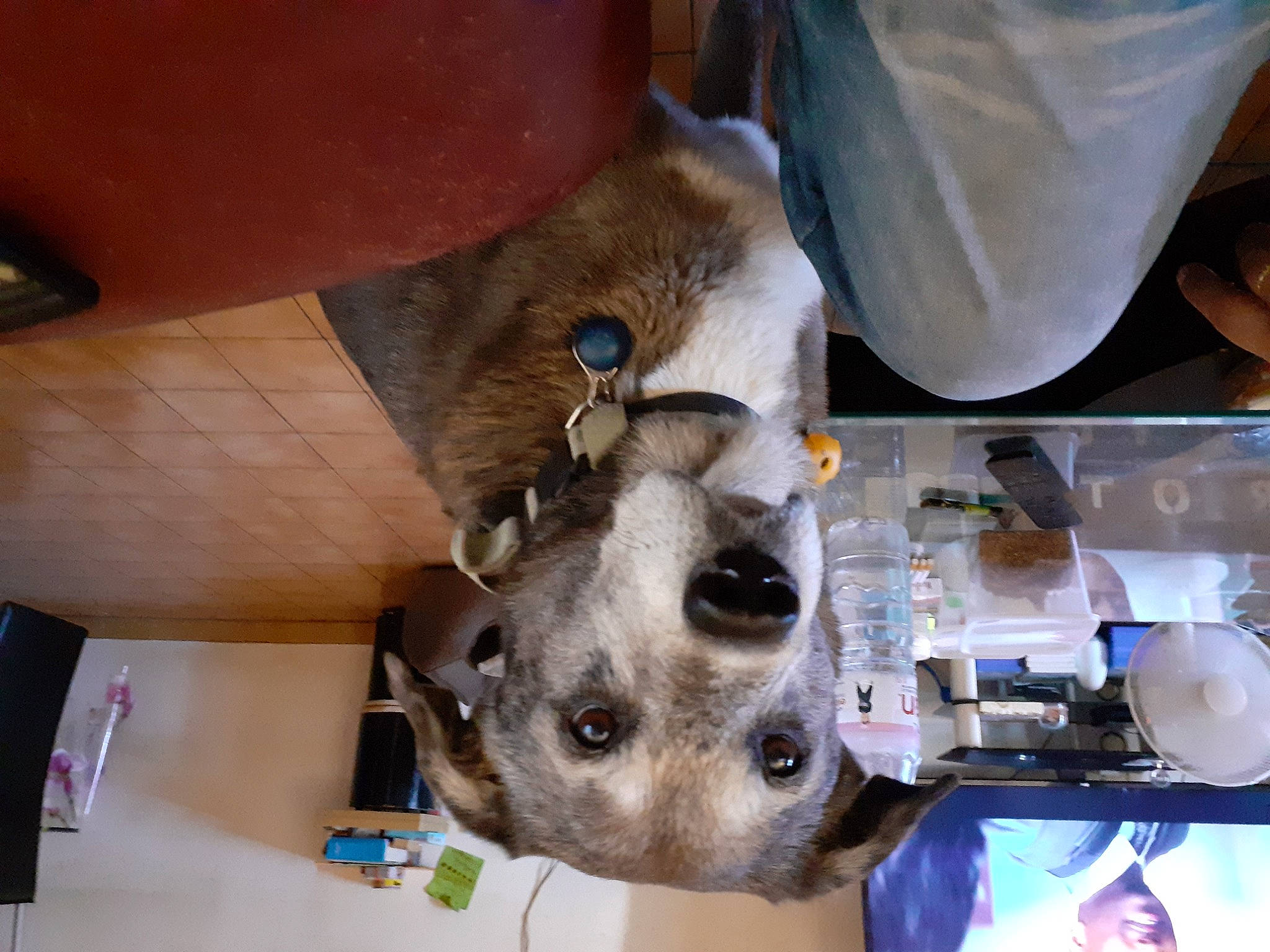 Tyzer participe au concours pour gagner de l'argent avec cette photo : canidae, carnivore, dog_breed, fawn, snout