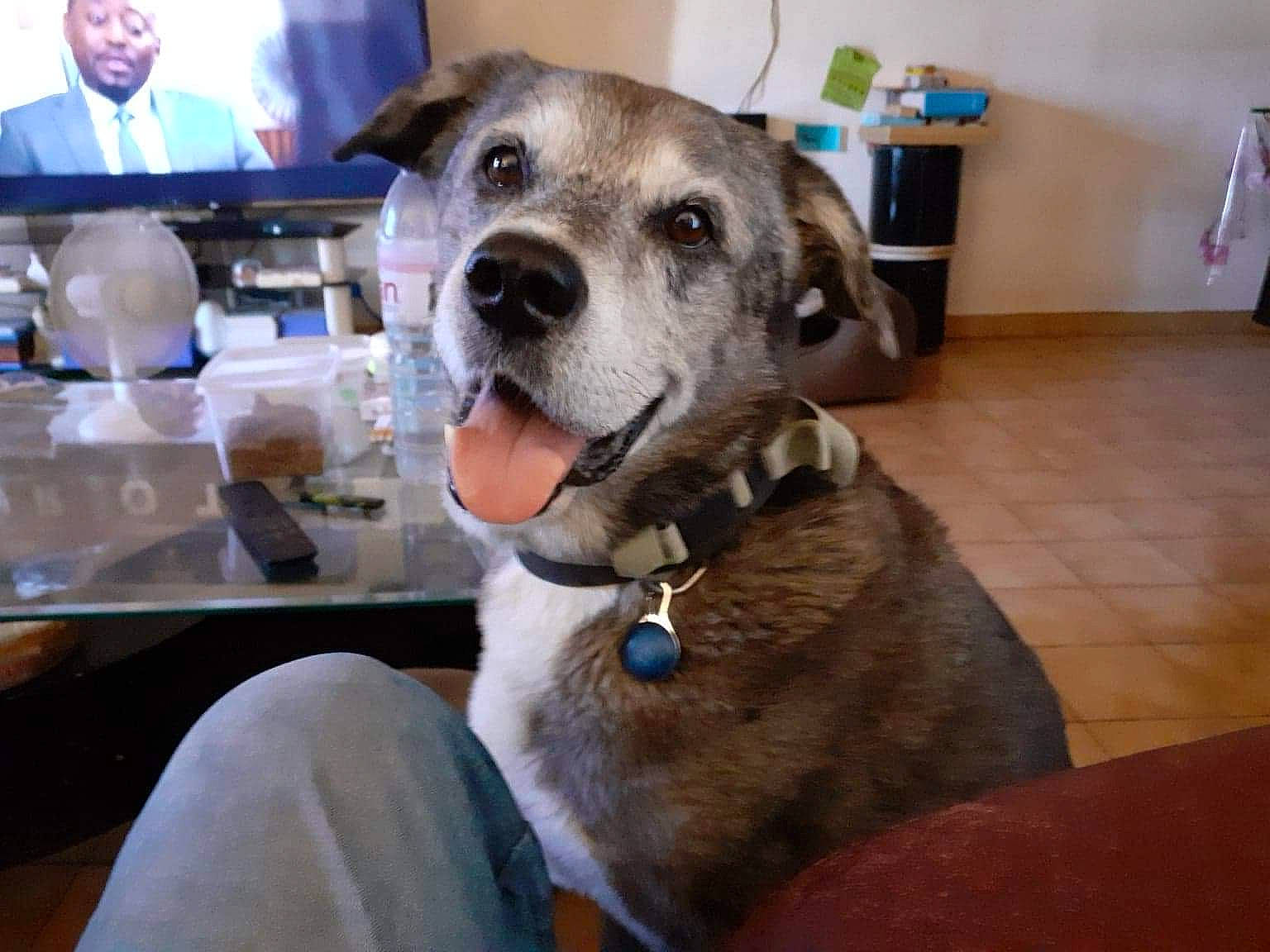 Tyzer participe au concours pour gagner de l'argent avec cette photo : canidae, carnivore, collar, dog, dog_breed, dog_collar, fawn, mammal, mountain_cur, pit_bull, rare_breed_dog, snout, sporting_group, vertebrate, whiskers