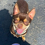 Onyx joined the competition — help win amazing prizes! dog, chihuahua, brown_dog, small_dog, tongue_out, happy, smiling, ears_up, outdoor, asphalt, shadow, feet, slippers, purple_slippers, neon_toenails, human_feet, sunlight, pet, cute, companion