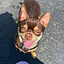 dog, chihuahua, brown_dog, small_dog, tongue_out, happy, smiling, ears_up, outdoor, asphalt, shadow, feet, slippers, purple_slippers, neon_toenails, human_feet, sunlight, pet, cute, companion