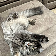 Zelda is registered to the contest to win money with this photo: animal, belly_up, cat, chair, cushion, feline, fluffy_cat, fur, gray_cat, indoor, longhaired, paw, pet, playful, portrait, relaxed, tail, upside_down, whiskers, yellow_eye