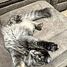 animal, belly_up, cat, chair, cushion, feline, fluffy_cat, fur, gray_cat, indoor, longhaired, paw, pet, playful, portrait, relaxed, tail, upside_down, whiskers, yellow_eye