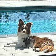 Vidoc a rejoint le concours — aidez-le/la à gagner de superbes lots ! animal, brown, calm, canine, daytime, dog, ears, fur, laying_down, outdoor, pet, pool, quiet, relaxing, sidewalk, summer, sunlight, tail, water, white