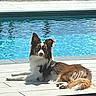 animal, brown, calm, canine, daytime, dog, ears, fur, laying_down, outdoor, pet, pool, quiet, relaxing, sidewalk, summer, sunlight, tail, water, white