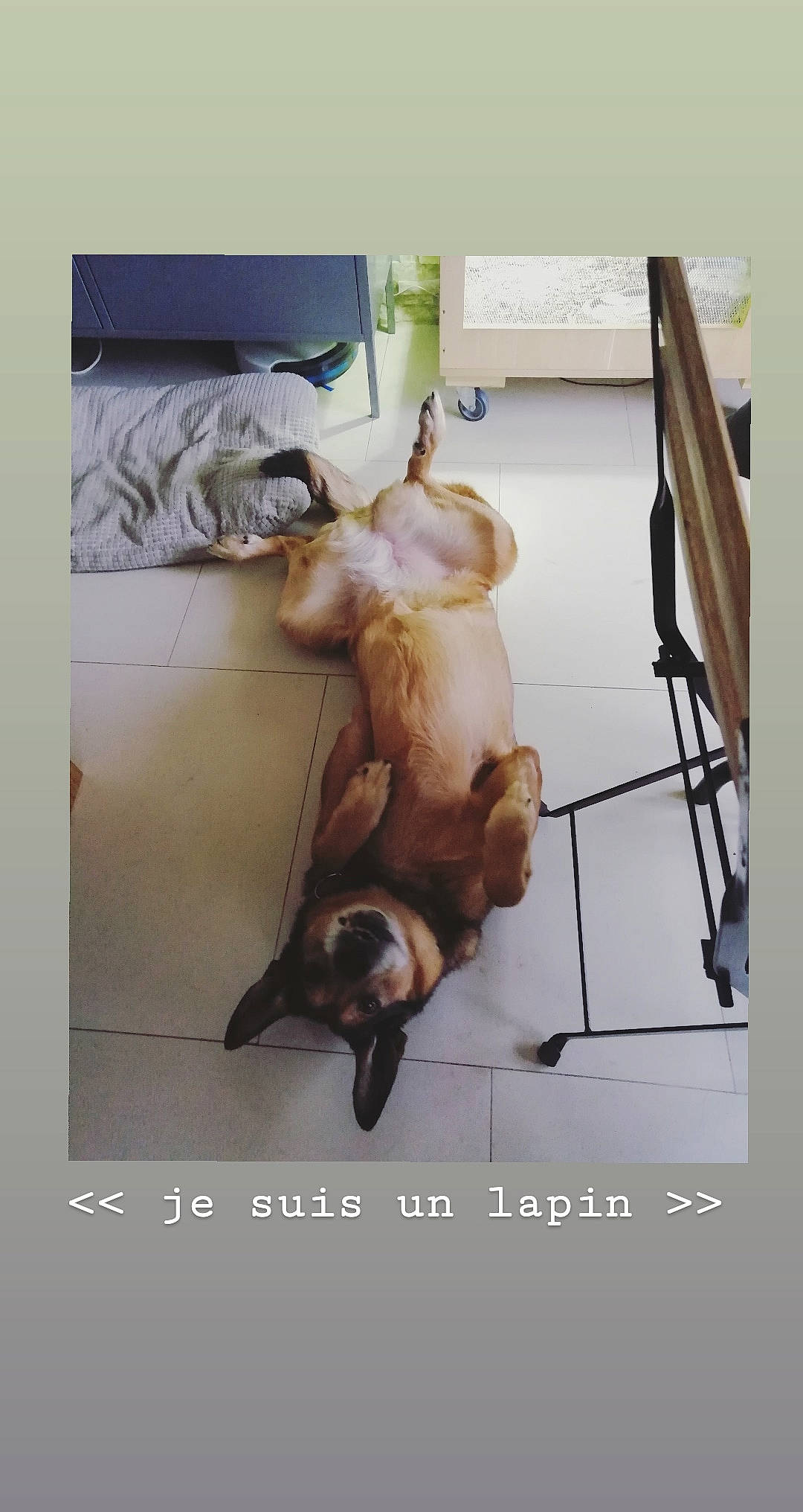 Kaïna a rejoint le concours — aidez-le/la à gagner de superbes lots ! canidae, carnivore, cat, dog_breed, fawn, felidae, photo_caption, photography, siamese, small_to_medium_sized_cats, snout