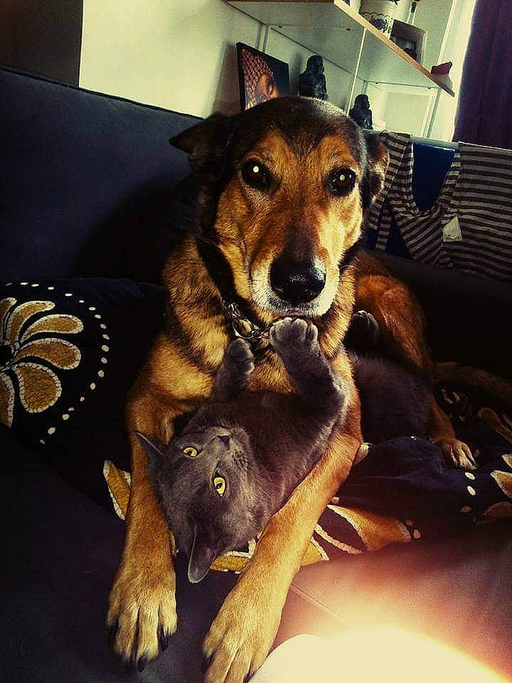 Kaïna participe au concours pour gagner de l'argent avec cette photo : canidae, carnivore, dog, dog_breed, lurcher, mammal, puppy, snout