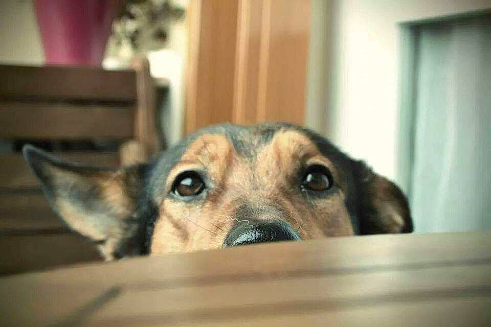 Kaïna participe au concours pour gagner de l'argent avec cette photo : black_mouth_cur, canidae, carnivore, companion_dog, dog, dog_breed, ear, eye, fawn, mammal, mountain_cur, nose, snout, sporting_group, vertebrate, whiskers