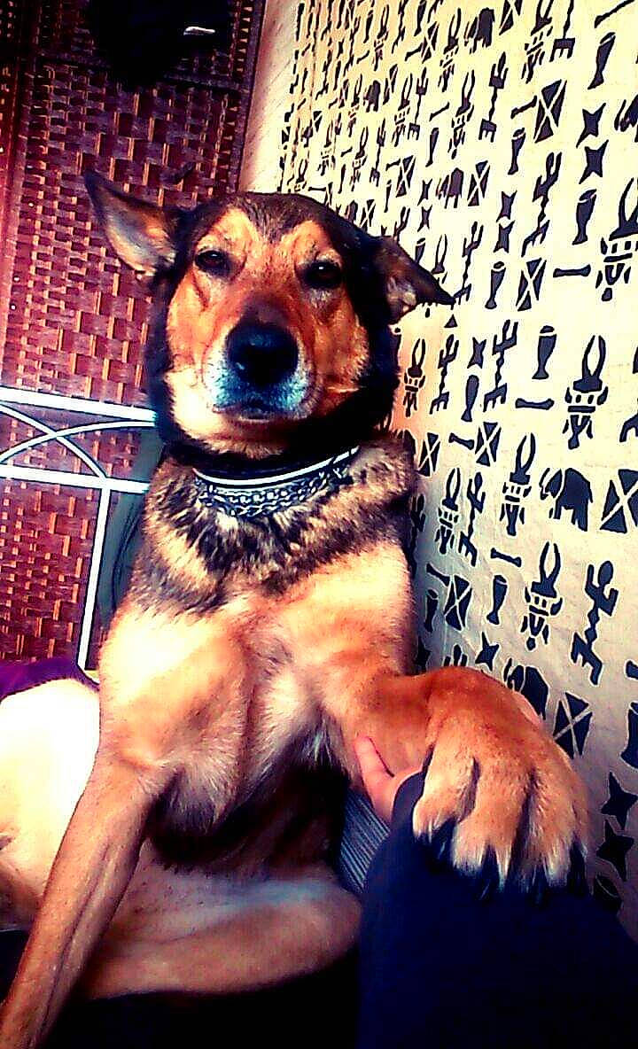 Kaïna a rejoint le concours — aidez-le/la à gagner de superbes lots ! canidae, carnivore, companion_dog, dog, dog_breed, nose, paw, puppy, puppy_love, snout