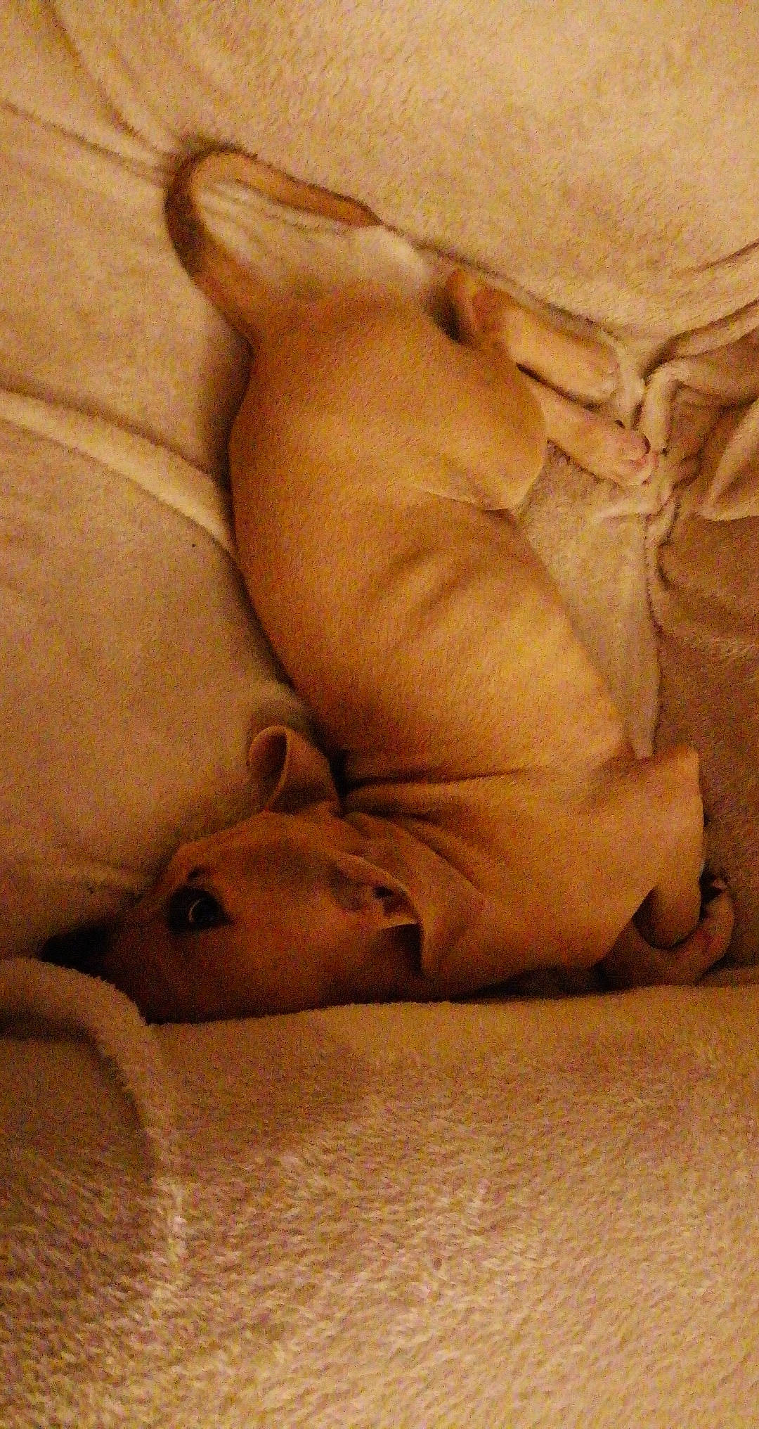 Bonnie a rejoint le concours — aidez-le/la à gagner de superbes lots ! canidae, carnivore, dog, dog_breed, fawn, sporting_group