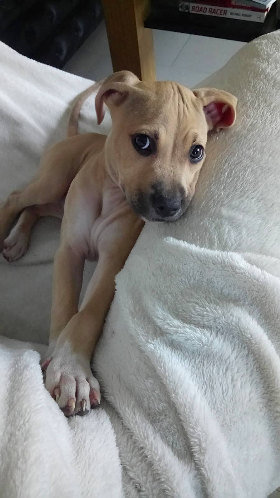 Bonnie a rejoint le concours — aidez-le/la à gagner de superbes lots ! canidae, carnivore, companion_dog, dog, dog_breed, fawn, italian_greyhound, mammal, non_sporting_group, potcake_dog, puppy, rare_breed_dog, snout, vertebrate, whippet