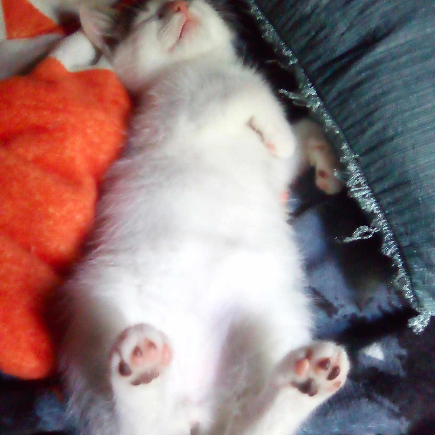 Biscuit