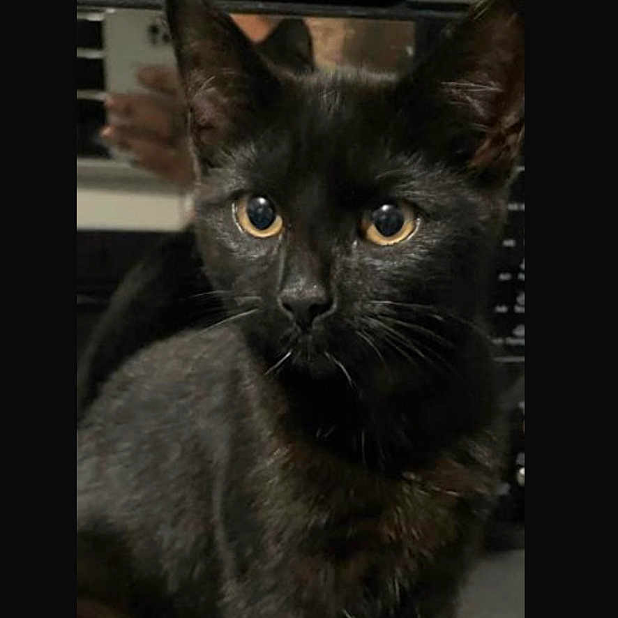 Lola is registered to the contest to win money with this photo: abyssinian, animal, blackcat, cat, egyptiancat, kitten, manx, pet