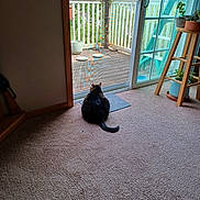 Charlie is registered to the contest to win money with this photo: carpet, cat, chair, door_handle, feline, glass, greenery, home, indoor, mat, outdoor, peaceful, pet, plant_pots, quiet, relaxing, sliding_door, sunlight, window, wooden_deck