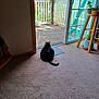 carpet, cat, chair, door_handle, feline, glass, greenery, home, indoor, mat, outdoor, peaceful, pet, plant_pots, quiet, relaxing, sliding_door, sunlight, window, wooden_deck