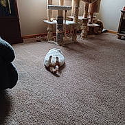 Daisey is registered to the contest to win money with this photo: cat, carpet, cat_tree, window, living_room, furniture, relaxing, indoor, pet, cozy, scratching_post, sunlight, orange_cat, white_cat, floor, home, animal, resting, quiet, comfortable