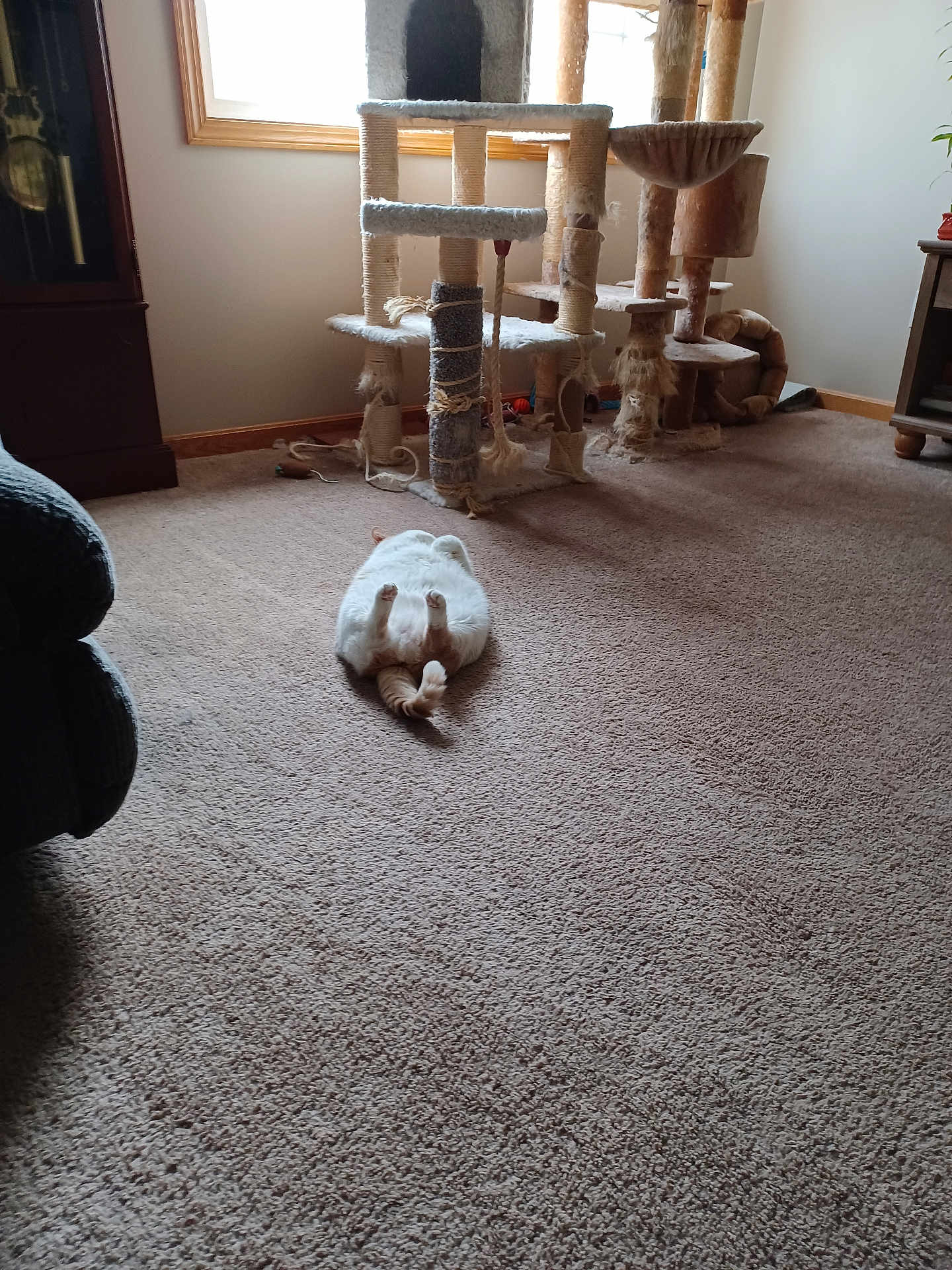 Daisey is registered to the contest to win money with this photo: cat, carpet, cat_tree, window, living_room, furniture, relaxing, indoor, pet, cozy, scratching_post, sunlight, orange_cat, white_cat, floor, home, animal, resting, quiet, comfortable