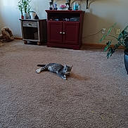 Sky joined the competition — help win amazing prizes! cat, tabby, carpet, indoor, furniture, cabinet, plant, living_room, pet, relaxed, gray, striped, home, cozy, floor, animal, domestic, resting, cute, houseplant