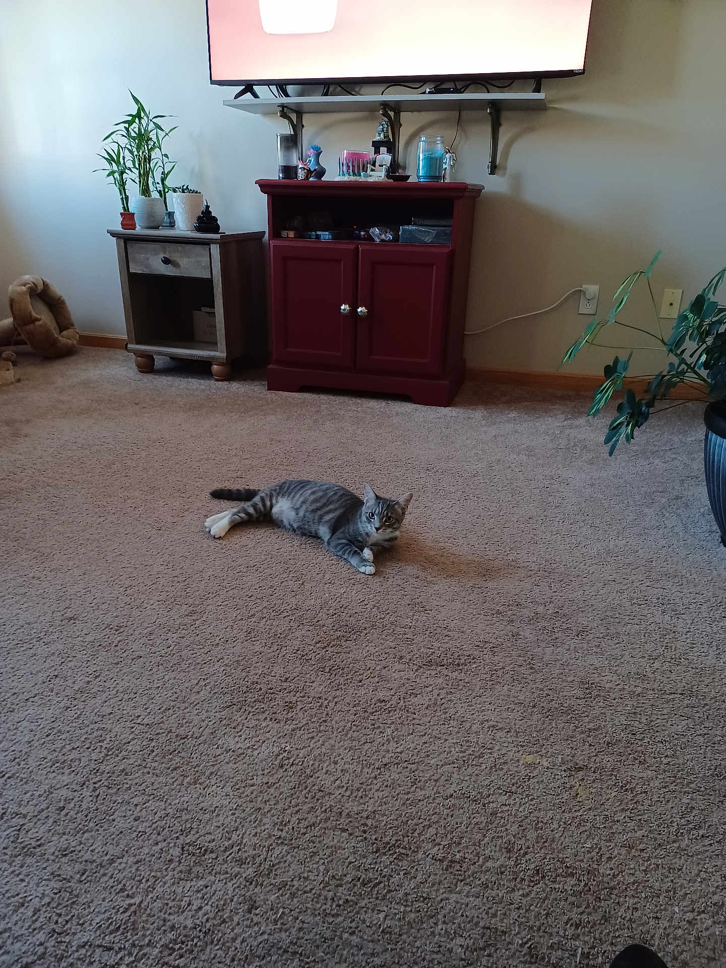 Sky joined the competition — help win amazing prizes! cat, tabby, carpet, indoor, furniture, cabinet, plant, living_room, pet, relaxed, gray, striped, home, cozy, floor, animal, domestic, resting, cute, houseplant