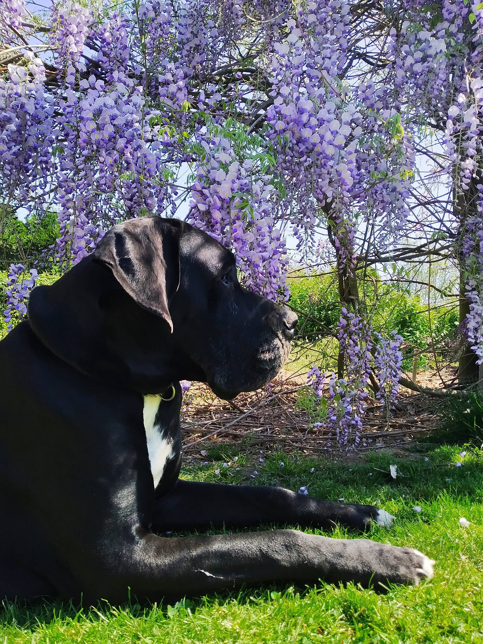 Néos a rejoint le concours — aidez-le/la à gagner de superbes lots ! cane_corso, canidae, carnivore, dog, dog_breed, fawn, flower, grass, great_dane, guard_dog, labrador_retriever, molosser, non_sporting_group, plant, sporting_group, spring, tree, woodland, working_dog