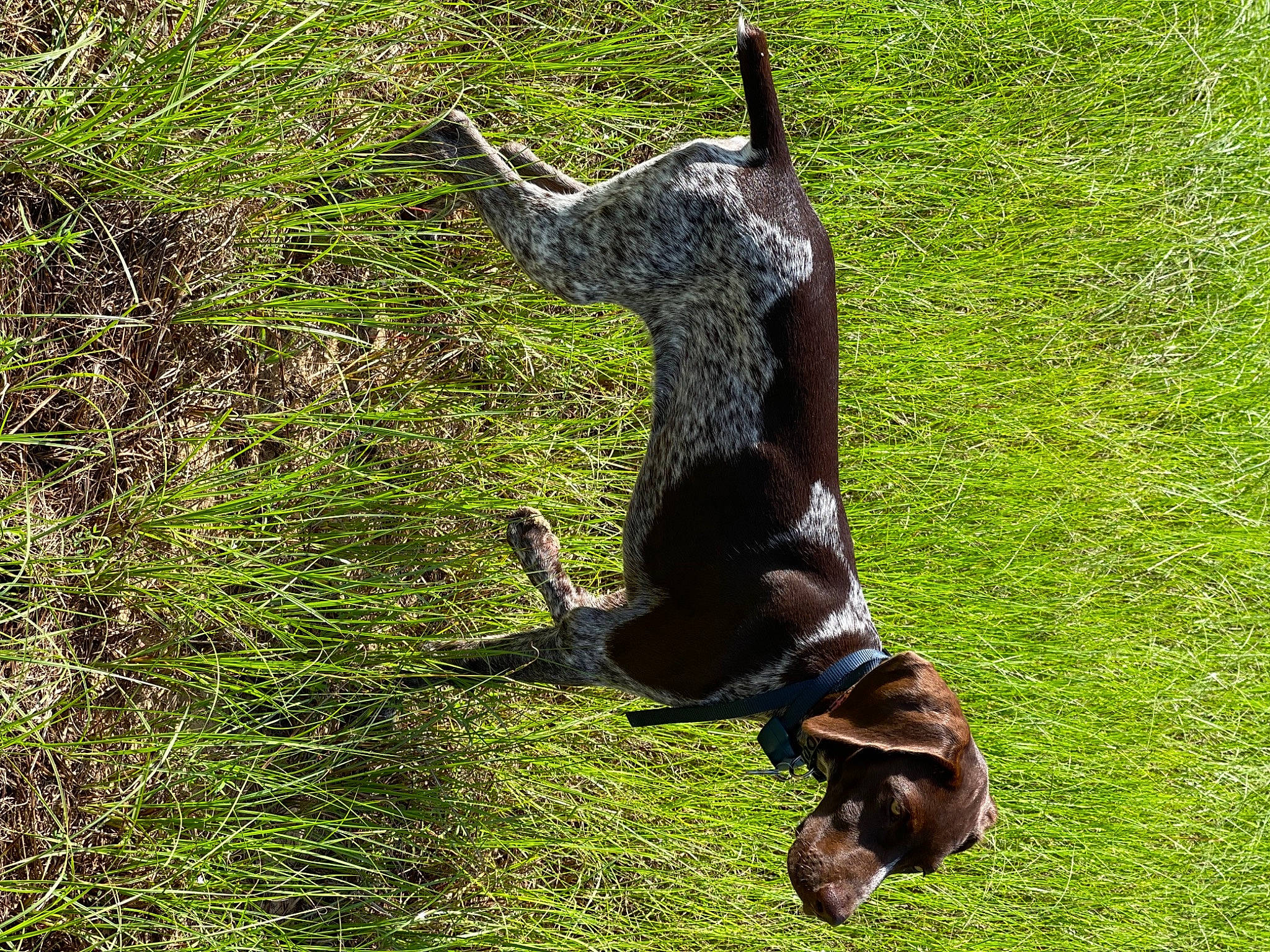 Sadie joined the competition — help win amazing prizes! art, beak, canidae, carnivore, dog, dog_breed, grass, grassland, pack_animal, pasture, people_in_nature, plant, snout, sporting_group, tail, terrestrial_animal, tree, trunk, wood, working_animal