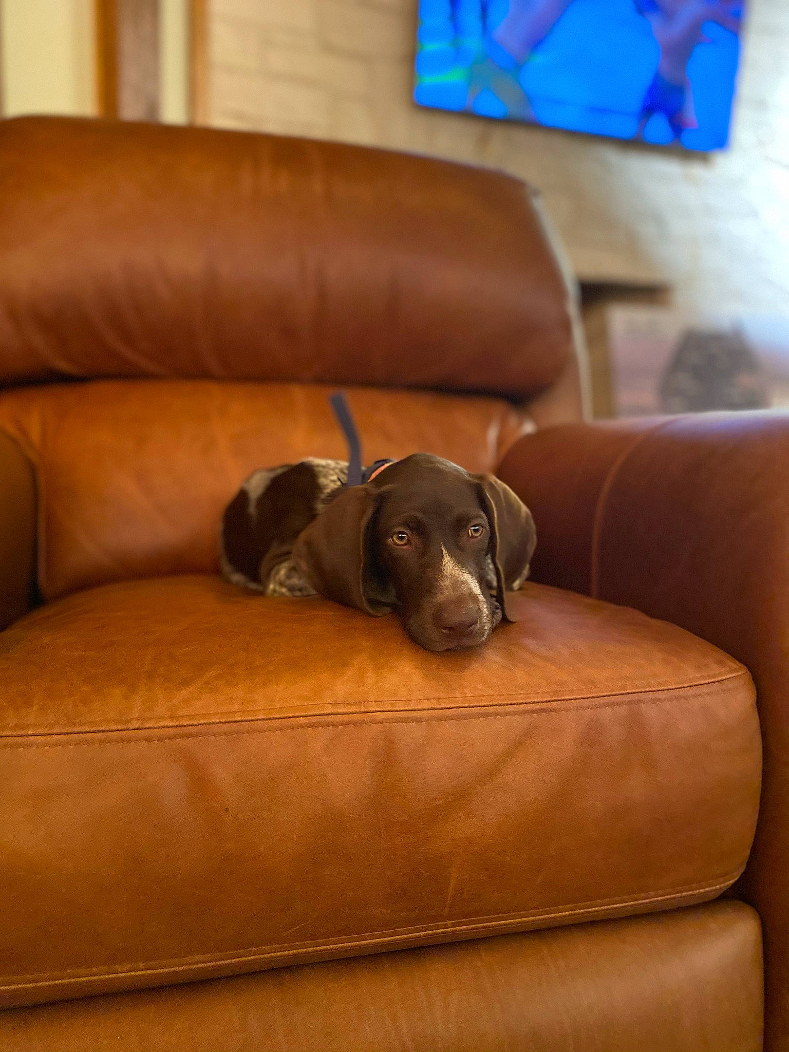 Sadie joined the competition — help win amazing prizes! brown, carnivore, comfort, companion_dog, couch, dog, dog_breed, fawn, floor, flooring, furniture, hardwood, interior_design, liver, living_room, picture_frame, sofa_bed, studio_couch, wood, working_animal