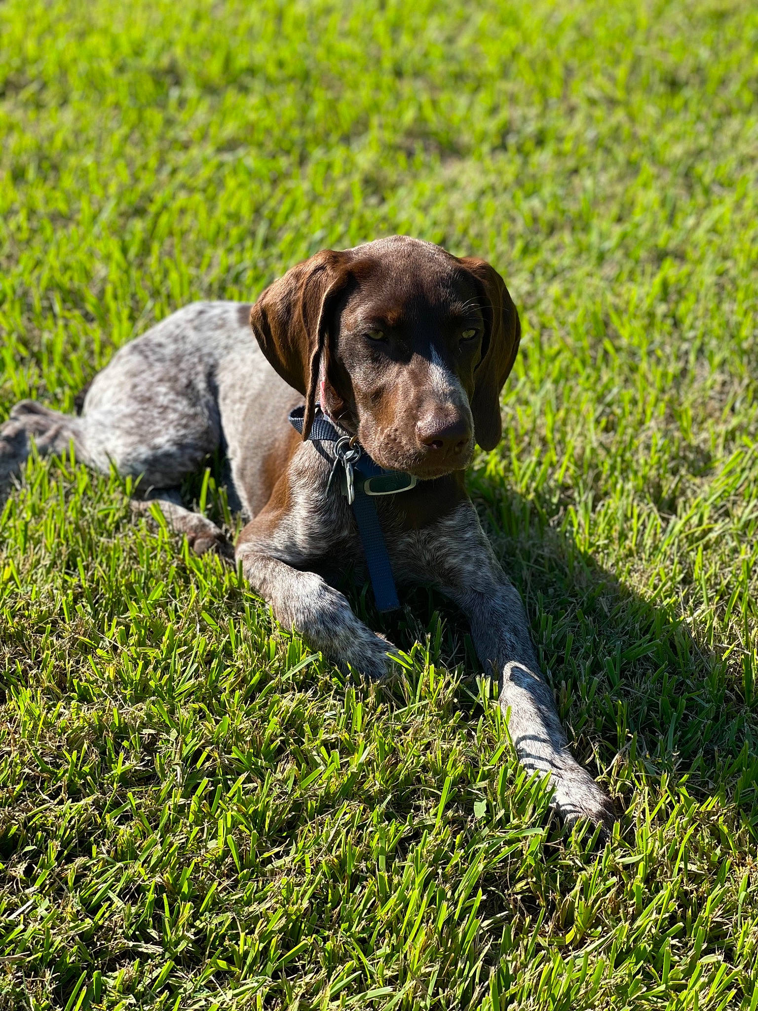 Sadie joined the competition — help win amazing prizes! canidae, carnivore, collar, companion_dog, dog, dog_breed, dog_collar, fawn, grass, grassland, groundcover, gun_dog, liver, plant, pointing_breed, snout, sporting_group, tail, terrestrial_animal, working_animal