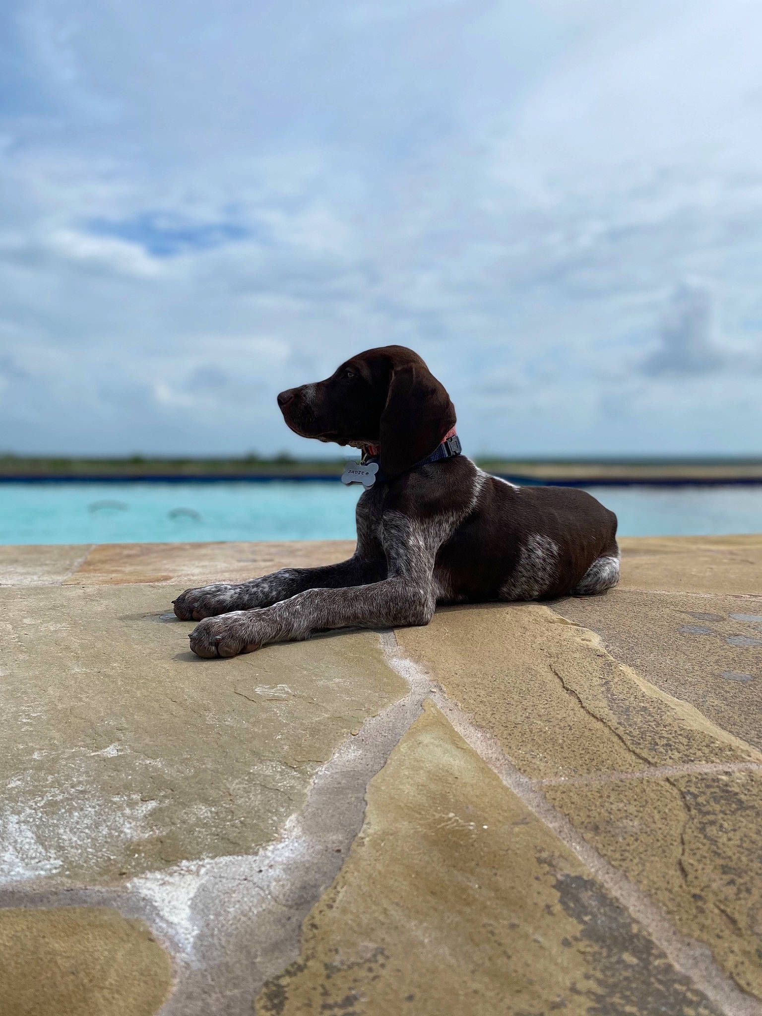 Sadie joined the competition — help win amazing prizes! beach, carnivore, cloud, collar, companion_dog, dog, dog_breed, dog_collar, fawn, horizon, lake, landscape, sand, shore, sky, sporting_group, water, wave, wind_wave, wood