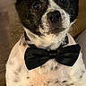 dog, black_and_white, bow_tie, pet, animal, sitting, indoor, portrait, cute, small_dog, ears, fur, friendly, looking_at_camera, close_up, adorable, domestic_animal, companion, furry, alert