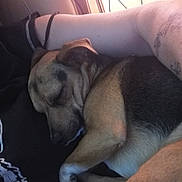 Sam participe au concours pour gagner de l'argent avec cette photo : adult, animal, canine, clothing, couch, dog, footwear, furniture, hound, male, man, person, pet, puppy, runningshoe, shoe, skin, sleeping, sneaker, tattoo