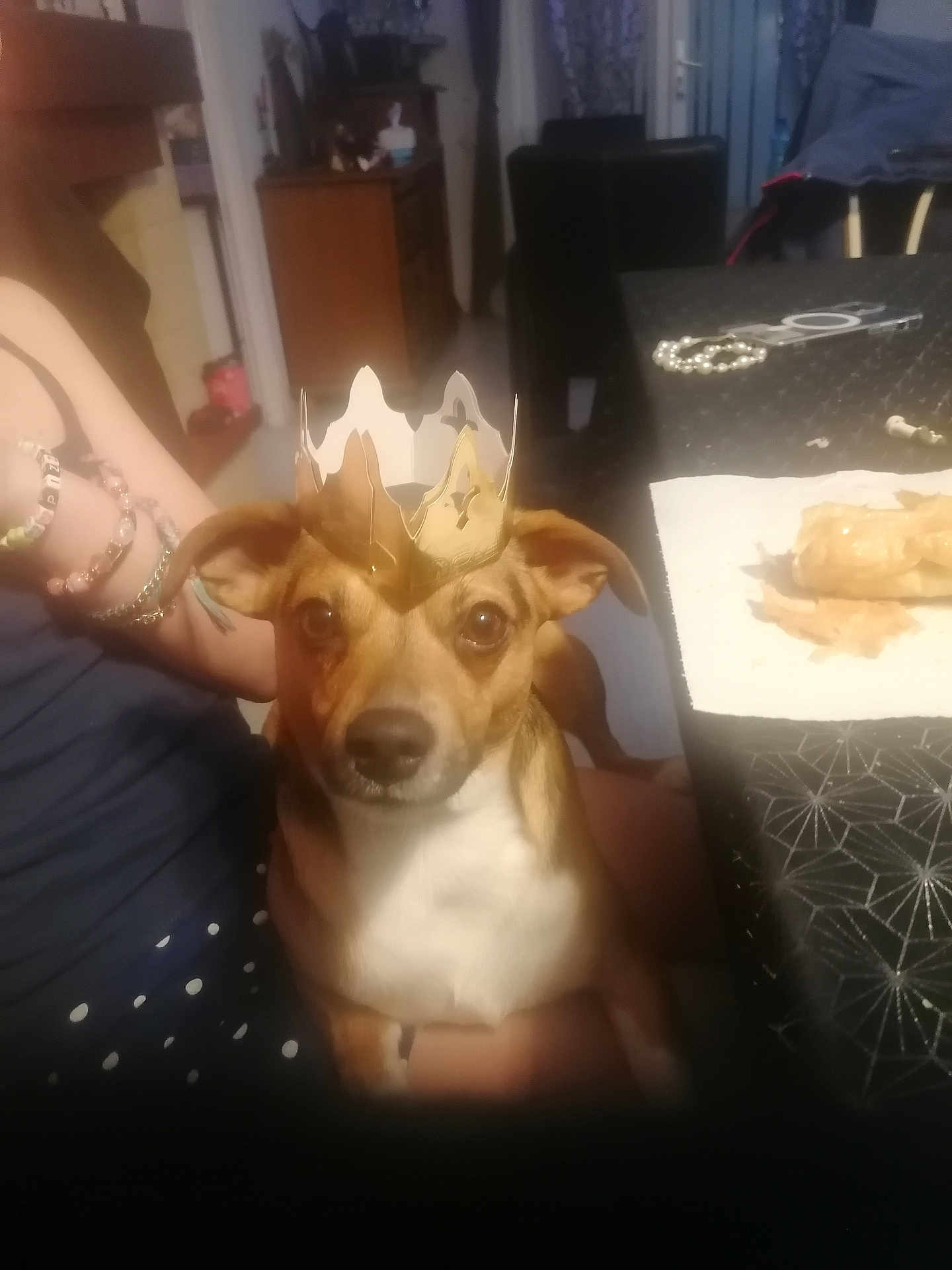 Sam participe au concours pour gagner de l'argent avec cette photo : accessories, adult, animal, bodypart, bracelet, canine, chihuahua, dog, face, female, finger, hand, head, hound, indoors, jewelry, person, pet, puppy, woman