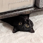 Bagheera participe au concours pour gagner de l'argent avec cette photo : black_cat, cat, pet, animal, yellow_eyes, fur, whiskers, paco_rabanne, box, metallic, shiny, texture, fluffy, white_surface, curious, indoor, closeup, resting, cute, peeking