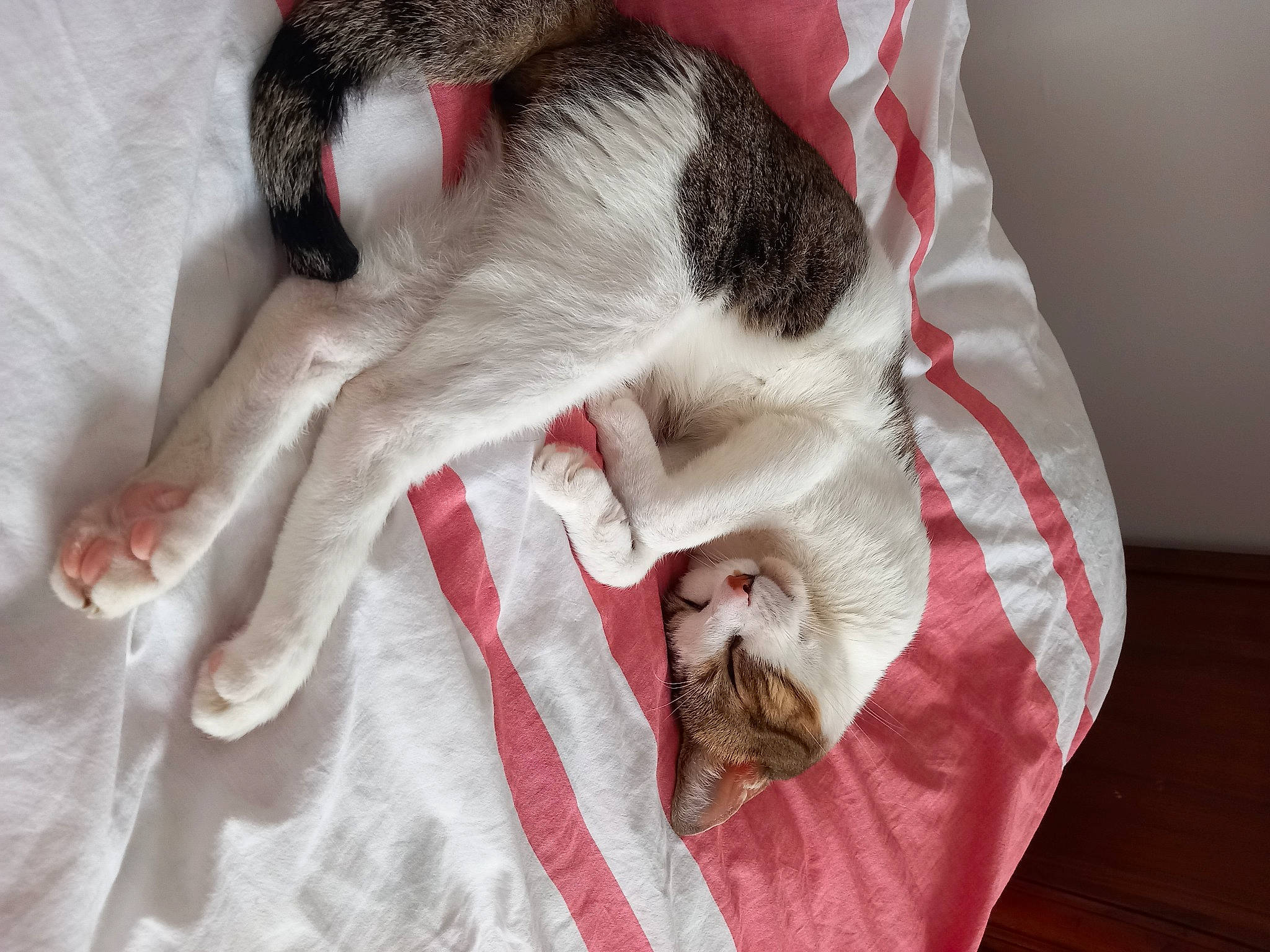 Chouchou participe au concours pour gagner de l'argent avec cette photo : canidae, carmine, carnivore, cat, cat_supply, claw, comfort, companion_dog, domestic_short_haired_cat, fawn, felidae, fur, linens, nap, paw, sleep, small_to_medium_sized_cats, sporting_group, tail, whiskers