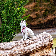 Pixel a rejoint le concours — aidez-le/la à gagner de superbes lots ! dog, white_dog, puppy, animal, pet, sitting, outdoors, forest, woodland, log, fallen_tree, nature, greenery, trees, harness, leash, happy, portrait, wildlife, outdoor_photography