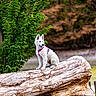 dog, white_dog, puppy, animal, pet, sitting, outdoors, forest, woodland, log, fallen_tree, nature, greenery, trees, harness, leash, happy, portrait, wildlife, outdoor_photography