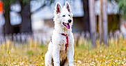 Pixel participe au concours pour gagner de l'argent avec cette photo : dog, puppy, white_dog, fluffy, sitting, outdoor, park, autumn, fall, grass, trees, nature, animal, pet, collar, leash, portrait, bokeh, sunlight, happy
