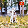 dog, puppy, white_dog, fluffy, sitting, outdoor, park, autumn, fall, grass, trees, nature, animal, pet, collar, leash, portrait, bokeh, sunlight, happy