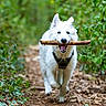 dog, white_dog, forest, woodland, outdoors, nature, running, jumping, playing, stick, branch, carrying, open_mouth, happy, fluffy, fur, harness, trail, trees, action_photo