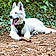 Pixel