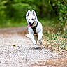 dog, puppy, white_dog, running, outdoors, forest, woodland, path, trail, nature, greenery, harness, open_mouth, tongue, happy, action_shot, motion, animal, fur, portrait