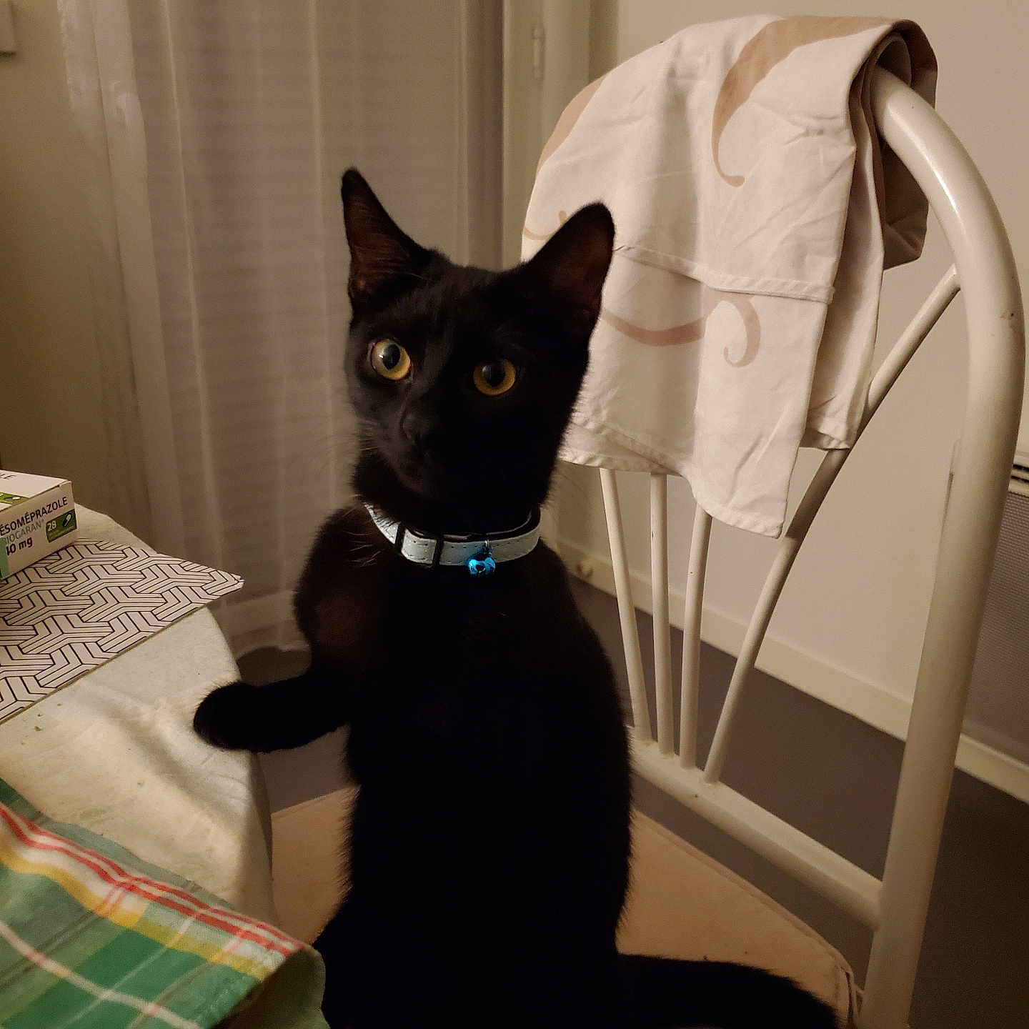 Louloutte participe au concours pour gagner de l'argent avec cette photo : abyssinian, animal, armchair, bed, blackcat, blanket, box, cat, chair, computer, couch, furniture, homedecor, laundry, linen, manx, pet, plywood, towel, wood