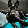 Brya a rejoint le concours — aidez-le/la à gagner de superbes lots ! alert, animal, black_dog, canine, closeup, cushion, dog, ears, fur, indoor, looking_at_camera, paw, pet, pillow, portrait, puppy, relaxed, snout, sofa, young_dog