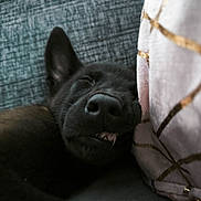 Brya a rejoint le concours — aidez-le/la à gagner de superbes lots ! animal, black_dog, canine, close_up, comfort, couch, cozy, dog, face, fur, head, home, indoors, pet, pillow, relaxed, resting, sleeping, teeth, texture