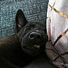 animal, black_dog, canine, close_up, comfort, couch, cozy, dog, face, fur, head, home, indoors, pet, pillow, relaxed, resting, sleeping, teeth, texture